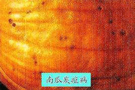 南瓜炭疽病 南瓜炭疽病