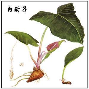 白附子 白附子