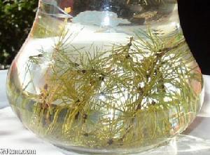 （圖）松針米茶