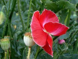 虞姬花木屋 虞姬花木屋