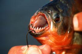 水生物魚 水生物魚