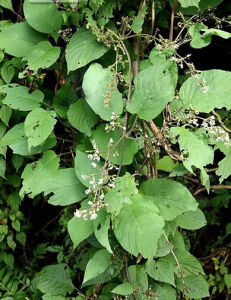 耳葉雞矢藤 耳葉雞矢藤