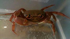 東方海南溪蟹 東方海南溪蟹