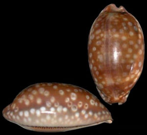 斑馬寶螺 斑馬寶螺