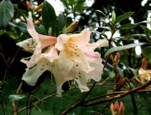 雲上杜鵑 雲上杜鵑