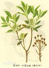 照山白[照山白]