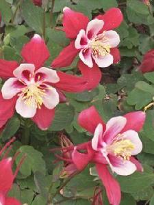 耬斗菜[耬斗菜]