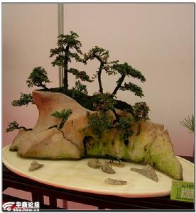 中國唐苑·盆景