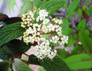 皺葉莢蓬 皺葉莢蓬