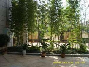 香蜜天寶物華 香蜜天寶物華