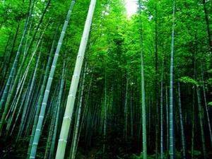 永川茶山竹海國家森林公園