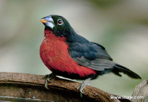 灰頰藍嘴雀 灰頰藍嘴雀