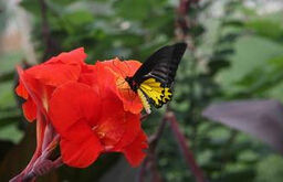 馬來西亞金裳鳳蝶 馬來西亞金裳鳳蝶