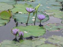 藍蓮花[雙子葉植物綱、睡蓮科植物]