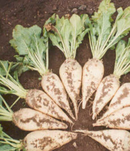 甜研7號 甜研7號