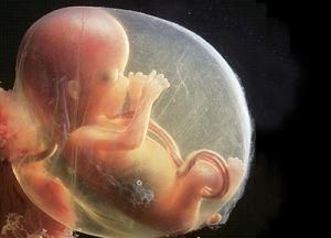 胎兒胎盤單位