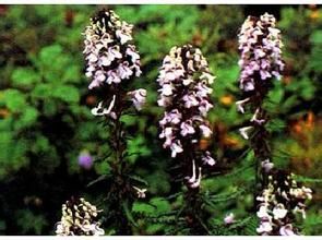 狐尾馬先蒿 狐尾馬先蒿