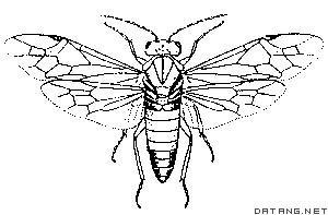 膜翅目三節葉蜂科 膜翅目三節葉蜂科