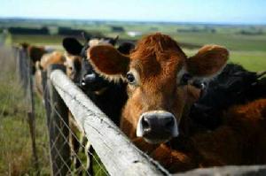 據稱這樣對奶牛健康有好處，可促進其運動減少打嗝放屁排放甲烷。