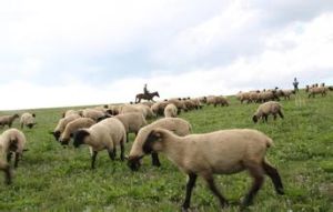 青藏高原半細毛羊 青藏高原半細毛羊