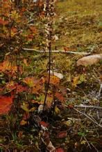 亞東橐吾 亞東橐吾