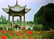 中國茶花文化園