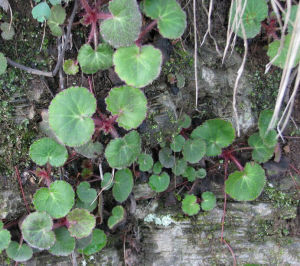 圓瓣虎耳草 圓瓣虎耳草