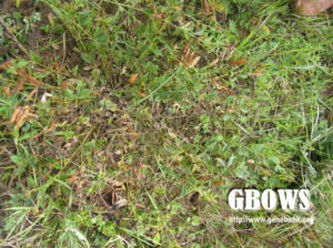 三葉歪頭菜(變種) 三葉歪頭菜(變種)