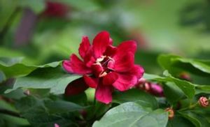 加州夏臘梅 加州夏臘梅