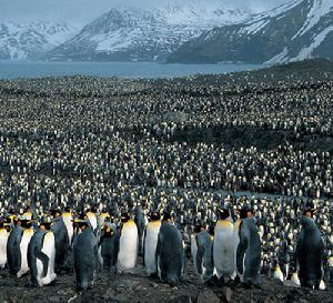 近日，上萬隻國王企鵝肩並肩聚集在位於南大西洋的南喬治亞島的聖安德烈海灣等待