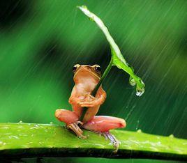 打傘樹蛙