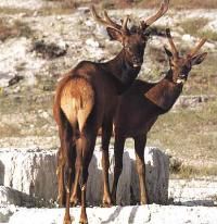 石首糜鹿國家級自然保護區 石首糜鹿國家級自然保護區