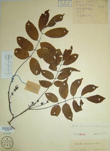 大理魚藤 大理魚藤