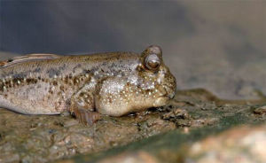 mudskippers