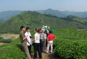 茶園觀光