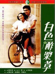 白色酢漿草 白色酢漿草