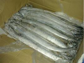 舟山帶魚 舟山帶魚