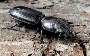 雙齒螻步甲 雙齒螻步甲