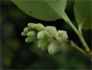 小葉南燭 小葉南燭