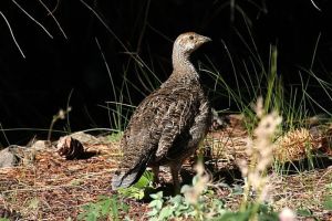 藍鐮翅雞 藍鐮翅雞