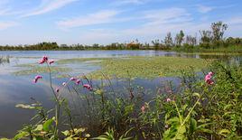 哈爾濱金河灣濕地植物園 哈爾濱金河灣濕地植物園