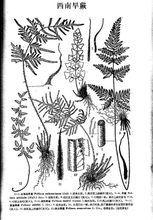 西南旱蕨 西南旱蕨