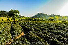 河南大蘇山國家森林公園 河南大蘇山國家森林公園