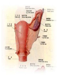 左側附屬檔案囊腫 左側附屬檔案囊腫