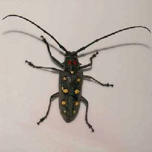 無花果天牛 無花果天牛