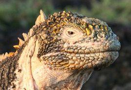 加拉帕戈斯陸鬣蜥 加拉帕戈斯陸鬣蜥