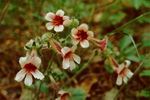 熱盛動風證 熱盛動風證