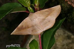 白頂魑尺蛾 白頂魑尺蛾