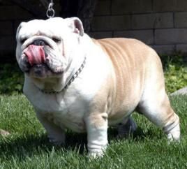 小鬥牛犬 小鬥牛犬