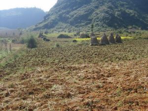 山後新下寨自然村